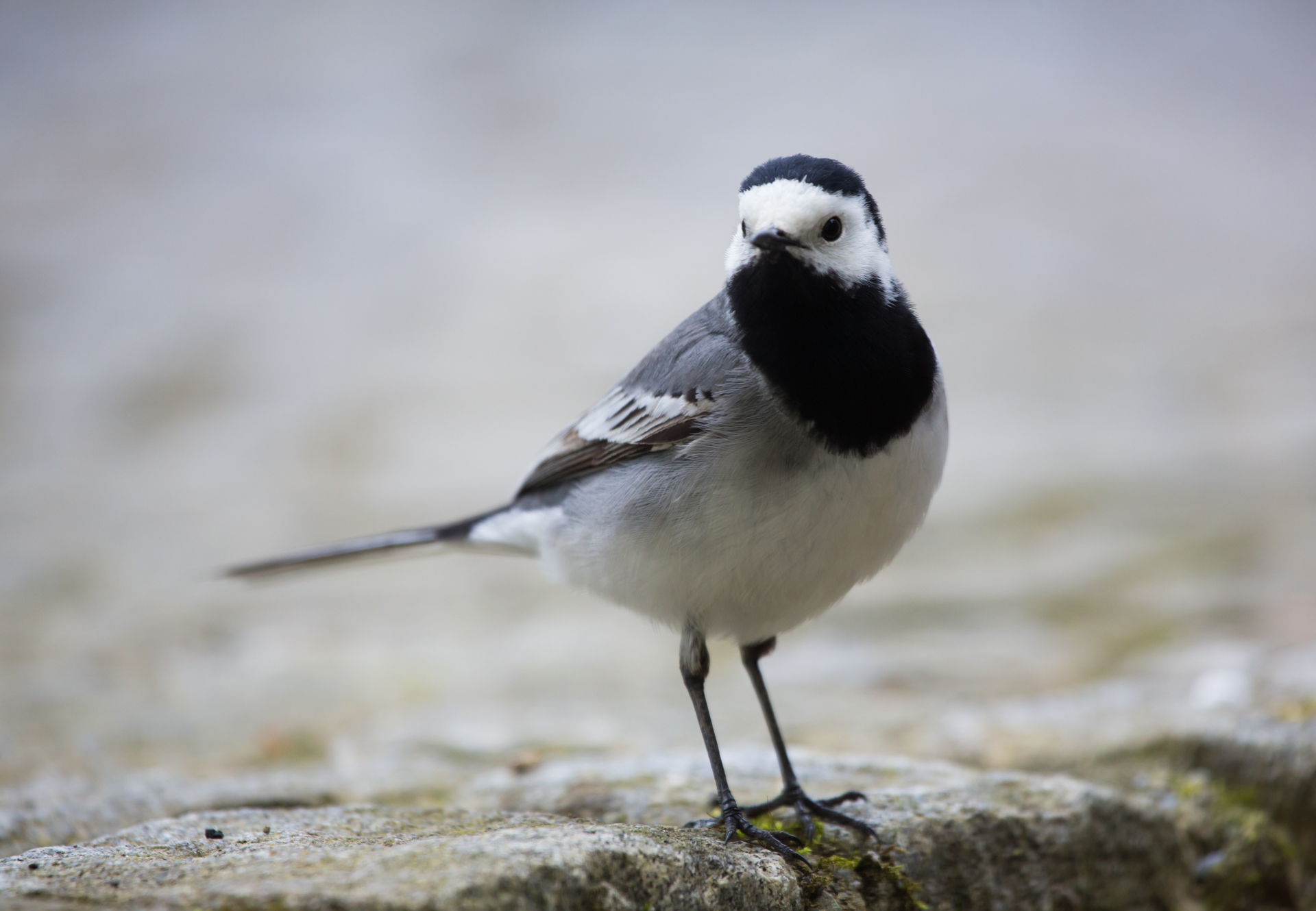 Grundkurs Ornithologie